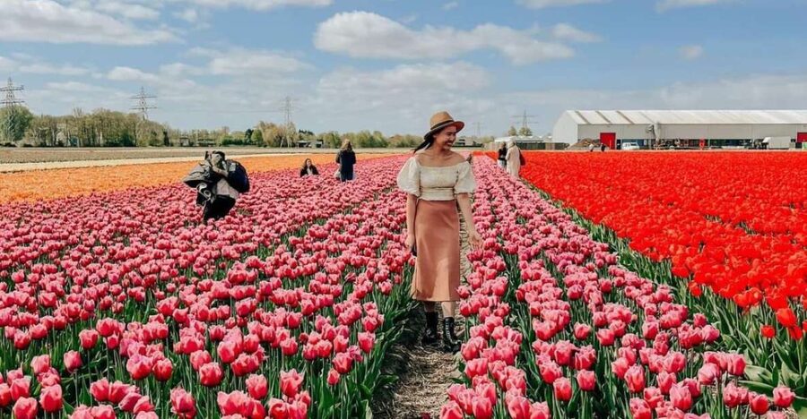 Amsterdam: Tulip Farm Visit, Keukenhof, and Windmill Cruise - How the transport and guiding work