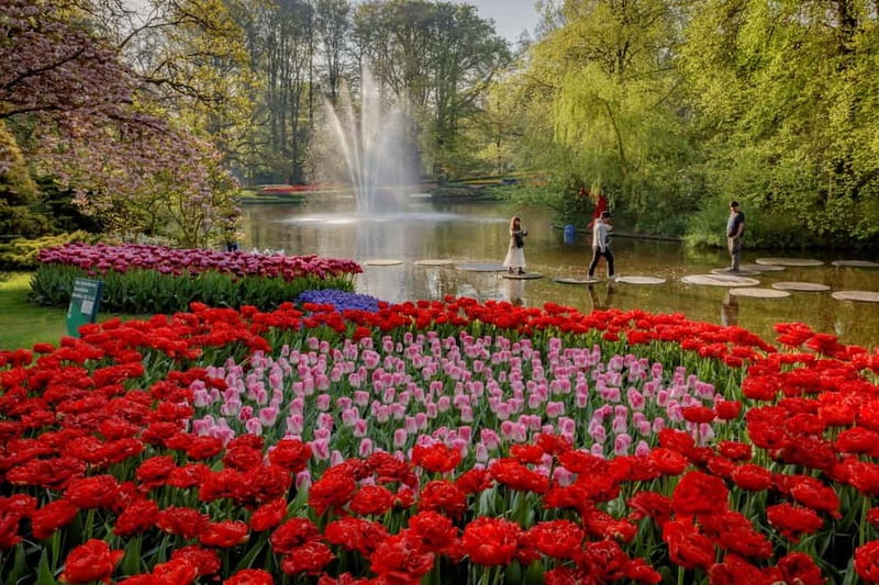 Amsterdam: Tulip Farm Visit, Keukenhof, and Windmill Cruise - Is $99 good value?