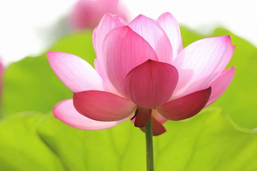 Angkor Silk Farm & Lotus Silk Farm: Siem Reap Discovery Tour - Lotus tea, biscuits, and time to browse