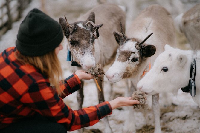Arctic Reindeer Farm Experience with Snowshoeing in the Wild - What makes this Lapland outing special
