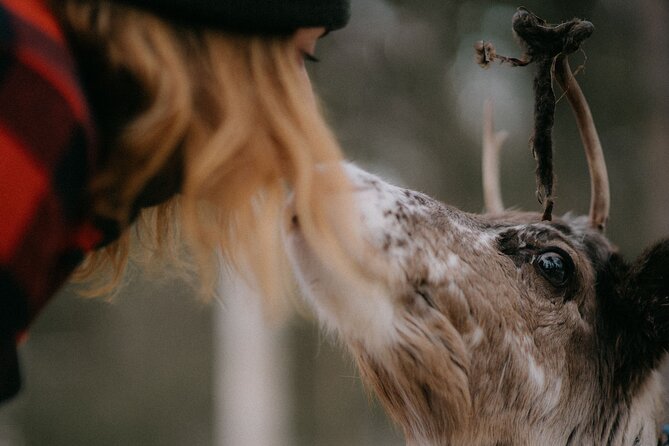 Arctic Reindeer Farm Experience with Snowshoeing in the Wild - FAQ