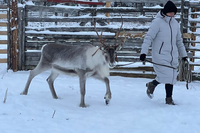Arctic Reindeer Farm Experience with Snowshoeing in the Wild - Meeting the reindeer on a working farm