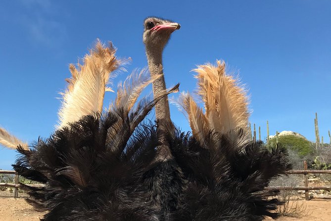 Aruba Ostrich Farm Tour with Lunch - Key points to know before you go