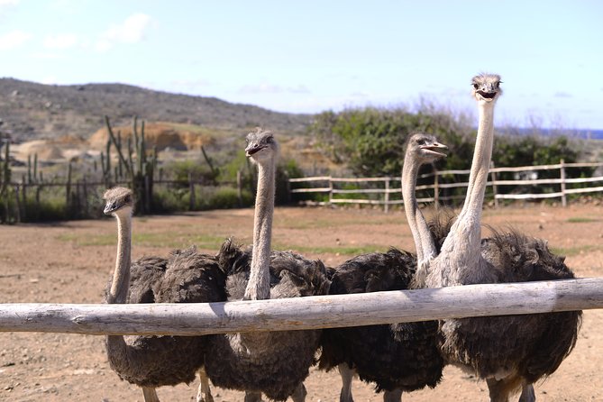 Aruba Ostrich Farm Tour with Lunch - Meeting Aruba’s ostriches and emus