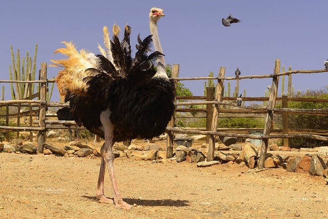 Aruba Ostrich Farm Tour with Lunch - Family appeal without a full-day commitment
