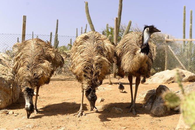 Aruba Ostrich Farm Tour with Lunch - What makes the experience feel authentic