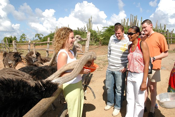 Aruba Ostrich Farm Tour with Lunch - Feeding the birds is the tour’s best moment