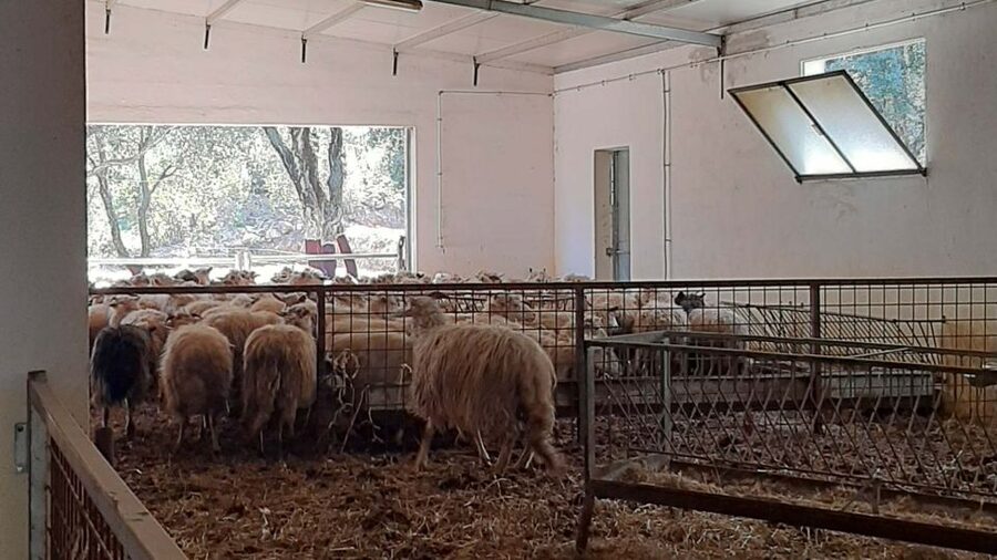 Arzana: Day with a shepherd w/ lunch in a farm - Who Should Book This Experience?