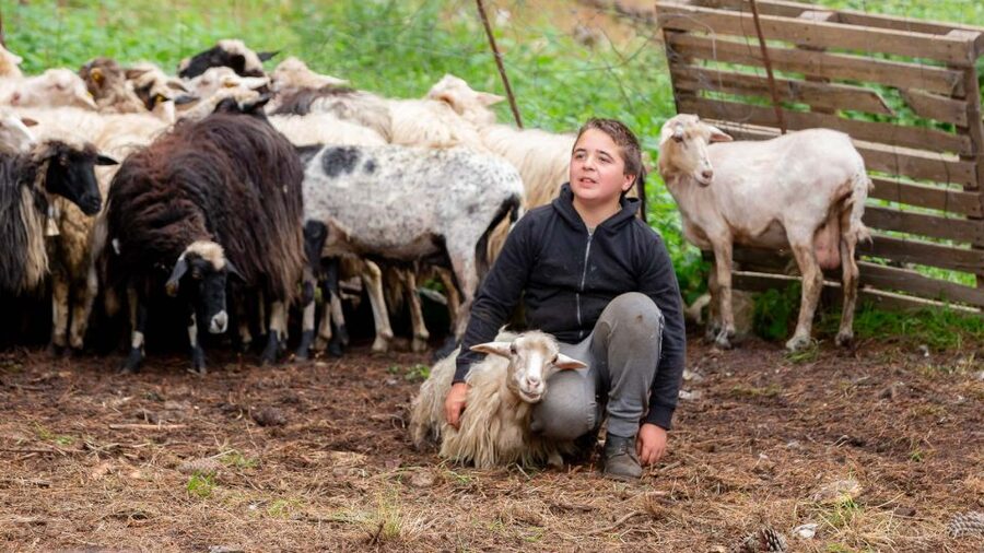 Arzana: Day with a shepherd w/ lunch in a farm - Learning the Work of a Sardinian Shepherd