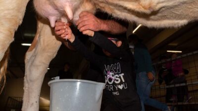 Arzana: Day with a shepherd w/ lunch in a farm