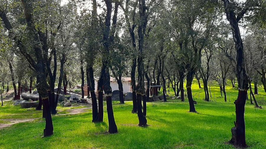 Arzana: Day with a shepherd w/ lunch in a farm - From Fresh Milk to Handmade Cheese