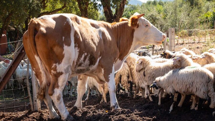 Arzana: Organic product tasting in a farm at sunset - Is the $74.20 price good value?