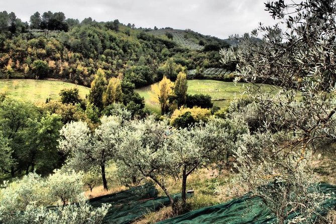 Assisi, Deruta & organic gourmet lunch at the olive oil farmhouse from SIENA - Is $671.41 a fair price?