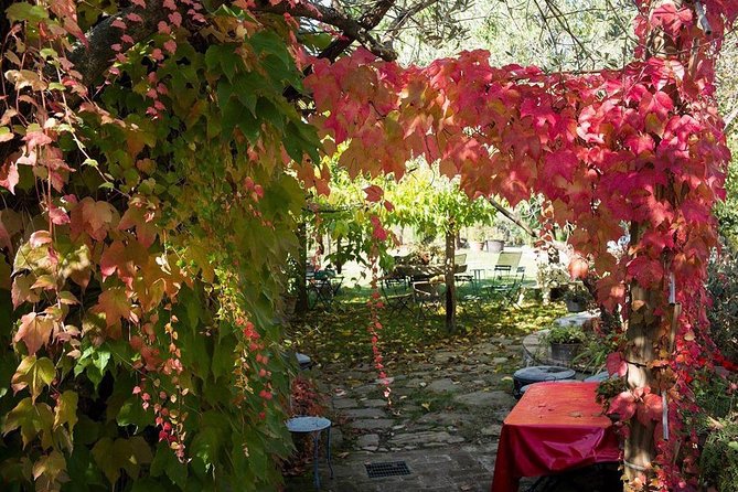 Assisi, Deruta & organic gourmet lunch at the olive oil farmhouse from SIENA - Who will enjoy this day most?