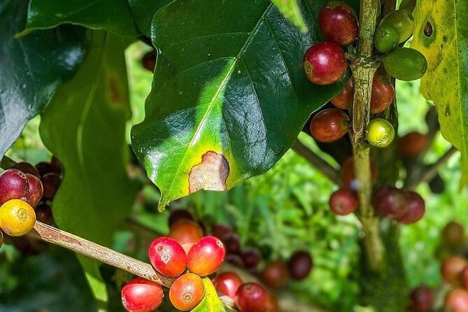 ATV Waterfall & Organic Coffee Farm with Lunch - What the $195 price buys you