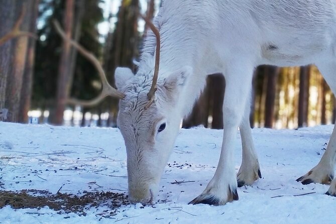 Authentic Reindeer Farm Experience in Rovaniemi - The ride from Rovaniemi to the farm