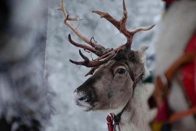 Authentic Reindeer Farm Experience in Rovaniemi - What the small group changes
