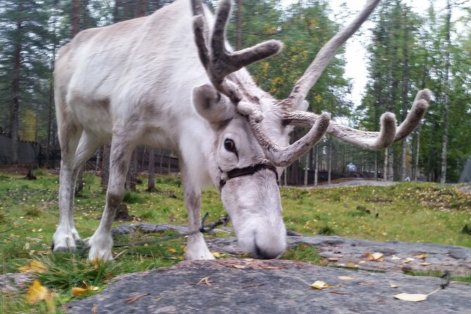 Authentic Reindeer Farm Experience in Rovaniemi - Is $120.15 good value?