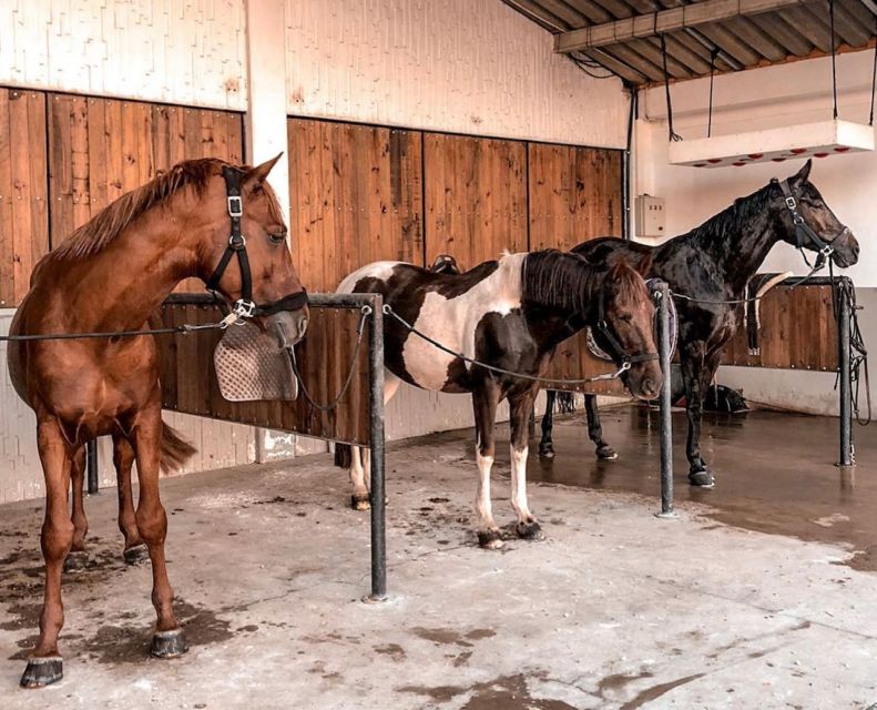 Aveiro: Horseback Riding at a Pedagogical Farm - Is $29 a fair price?