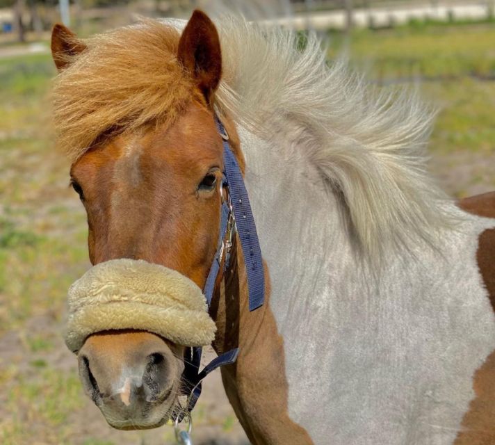Aveiro: Horseback Riding at a Pedagogical Farm - The instructor and the private-group advantage