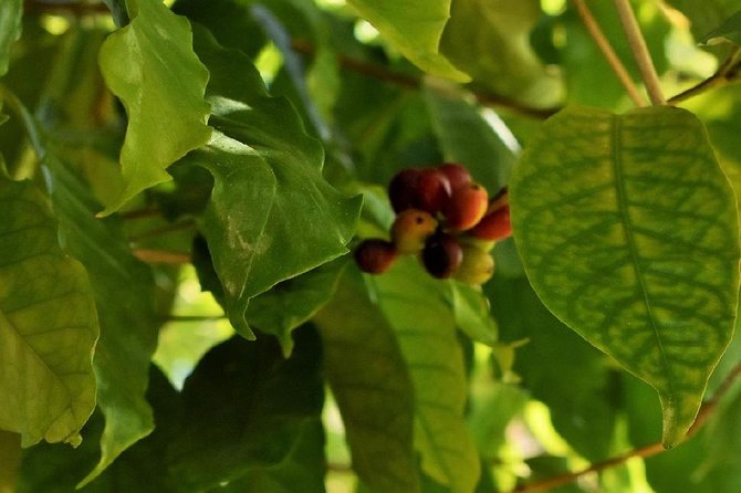 Award Winning Farm Tour: Coffee, Chocolate and Unique Gifts - Chocolate tasting and the cacao side of the farm
