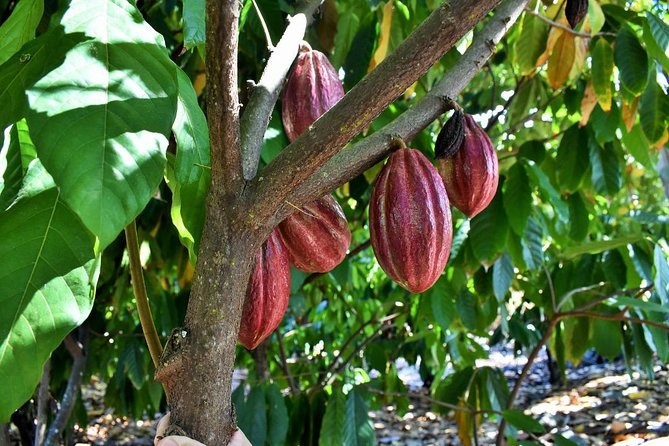 Award Winning Farm Tour: Coffee, Chocolate and Unique Gifts - Shopping for gifts that feel tied to the place