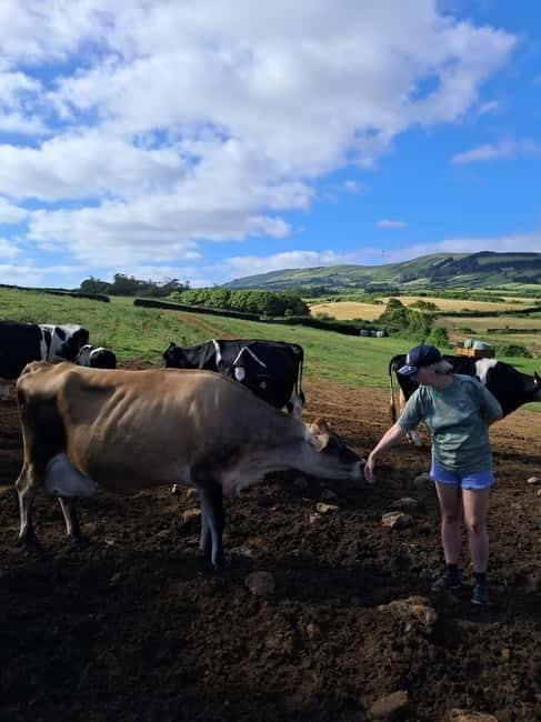 Azores: Dairy Farm Tour - Key points to know before you book