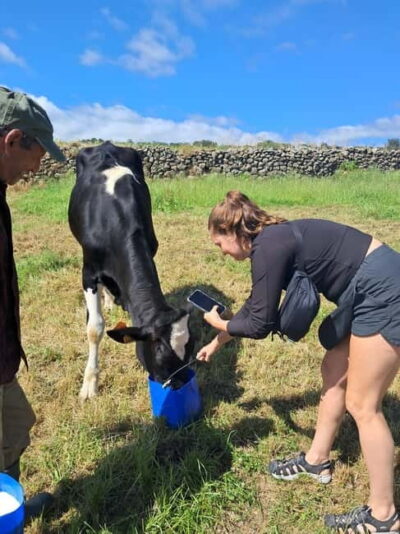 Azores: Dairy Farm Tour