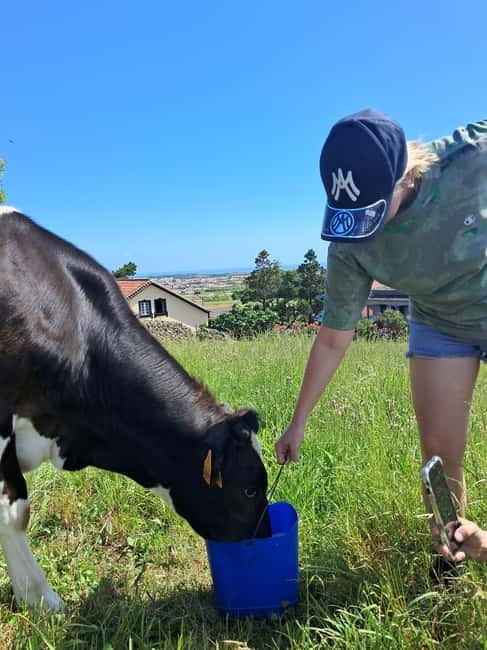 Azores: Dairy Farm Tour - Watching the milking process