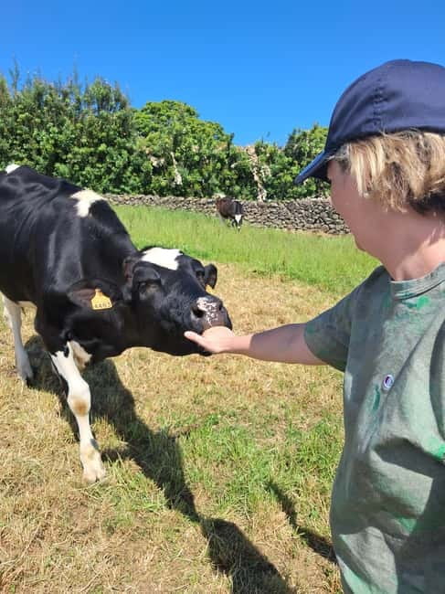 Azores: Dairy Farm Tour - Caring for calves in their first weeks