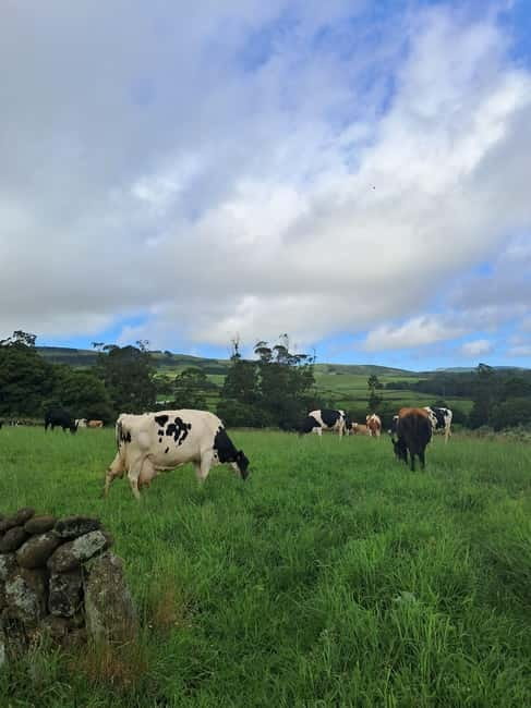 Azores: Dairy Farm Tour - The milk collection station and local food