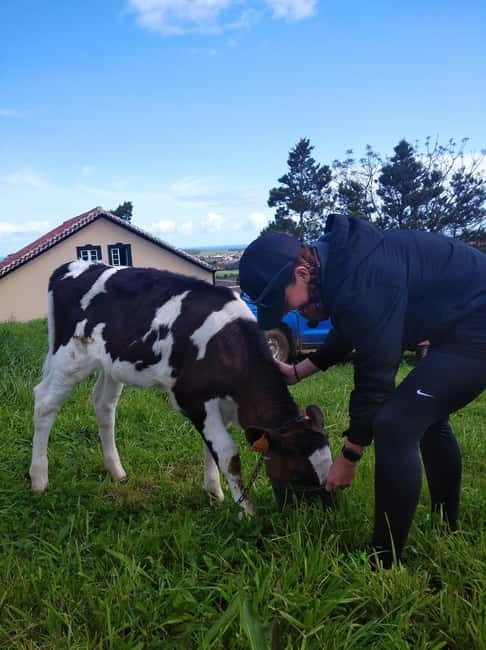Azores: Dairy Farm Tour - Viewpoints and the final scenic stop