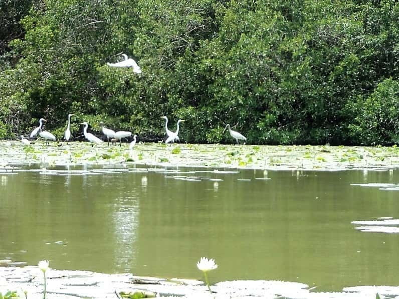 .Baby Turtle Release, Lagoon Boat Ride, and Crocodile Farm - Helpful choices before you book