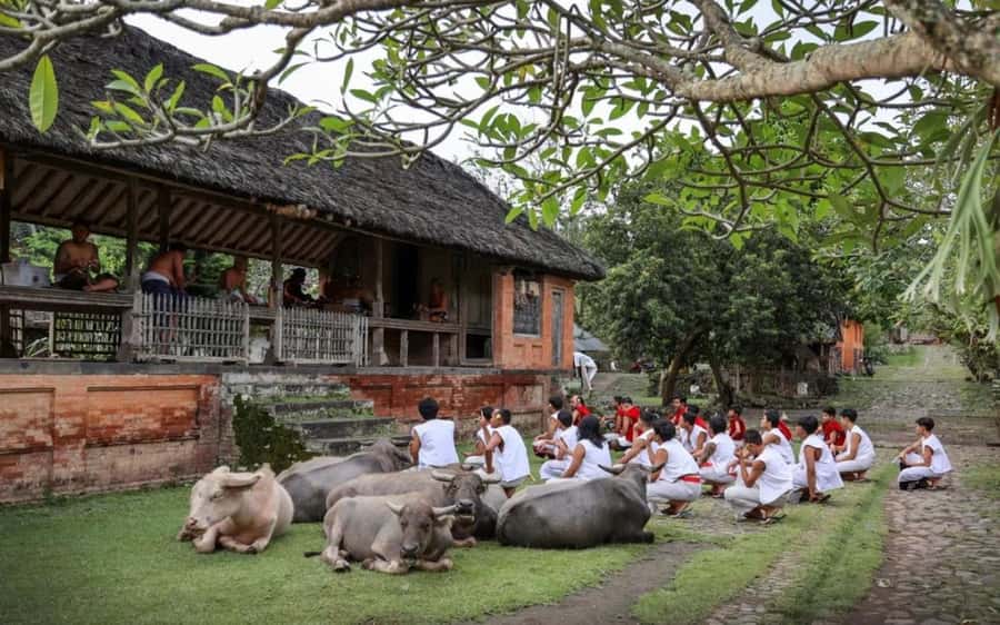 Bali: Traditional Villages, Salt Farm & Tirta Gangga Tour - Tenganan and the customs of an old village