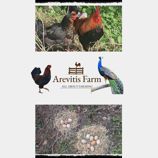 Be A Farmer for A Day in Arevitis Farm! - A short visit with a real working-farm feel
