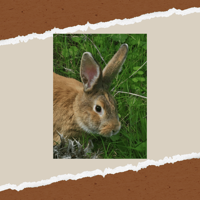 Be A Farmer for A Day in Arevitis Farm! - The vegetable garden changes with the calendar