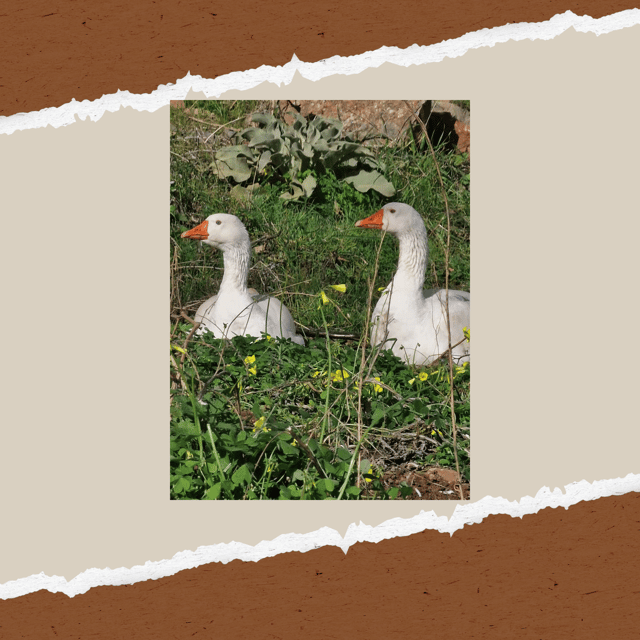 Be A Farmer for A Day in Arevitis Farm! - From fresh milk to yogurt, mizithra, and cheese