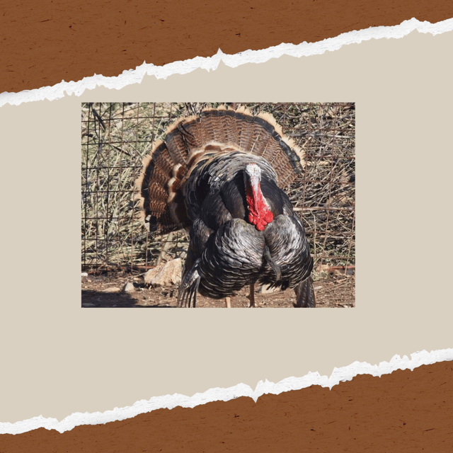 Be A Farmer for A Day in Arevitis Farm! - Is $33.88 good value?
