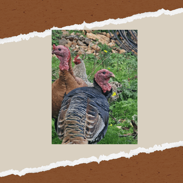 Be A Farmer for A Day in Arevitis Farm! - Who will enjoy Arevitis Farm most?