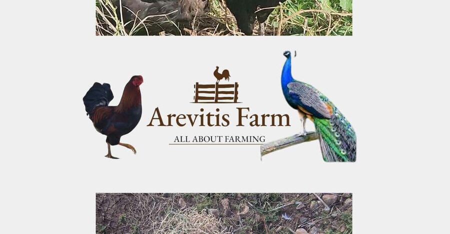 Be A Farmer for A Day in Arevitis Farm! - Meeting the goats, sheep, chickens, and cats