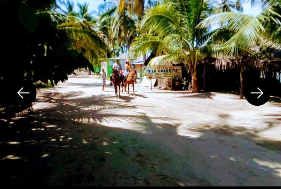 .Beach Horse Riding Turtle Release Crocodile Farm Experience - Practical Details Before You Book
