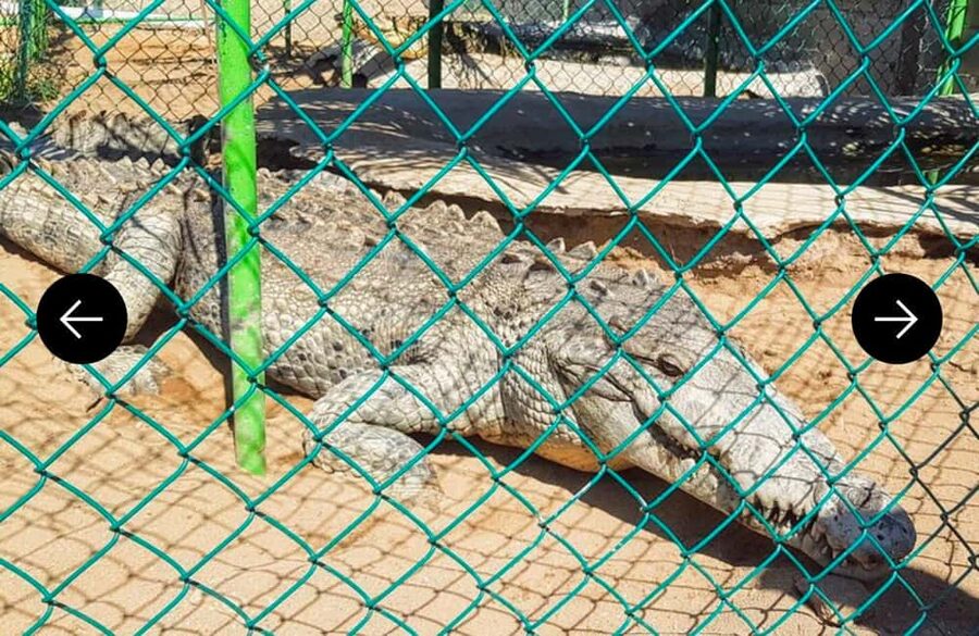 .Beach Horse Riding Turtle Release Crocodile Farm Experience - The Drive Out From Acapulco