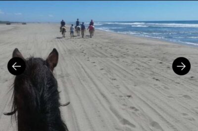 .Beach Horse Riding Turtle Release Crocodile Farm Experience