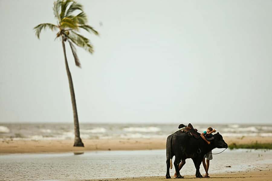 Belém: Marajó Island Day Trip with Buffalo Farm Visit - Key points at a glance