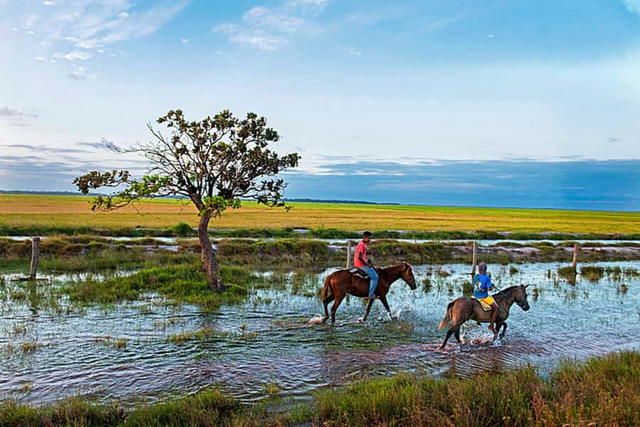 Belém: Marajó Island Day Trip with Buffalo Farm Visit - Final booking advice