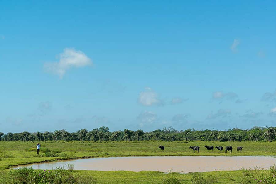 Belém: Marajó Island Day Trip with Buffalo Farm Visit - Salvaterra route: açaí, Grande Beach, and a different rhythm