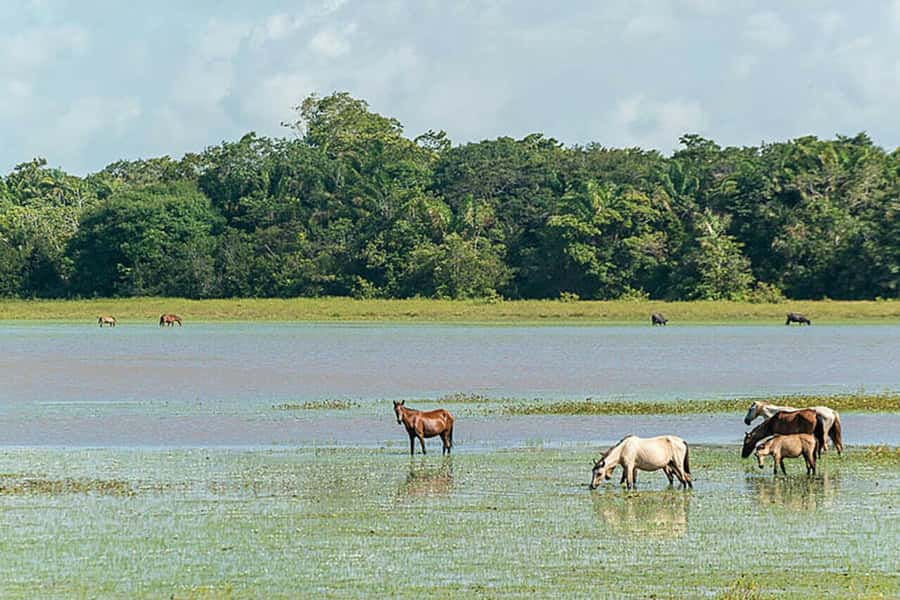 Belém: Marajó Island Day Trip with Buffalo Farm Visit - The guides make or break the experience