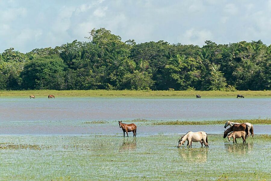 Belém: Marajó Island Day Trip with Buffalo Farm Visit - Who should book this experience?