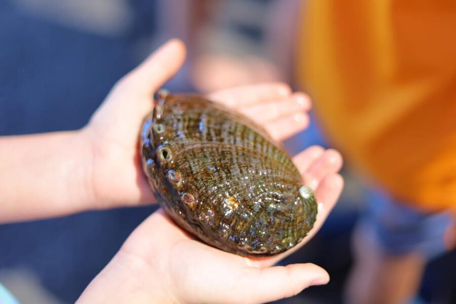 Big Island: Abalone Farm Guided Tour with Tasting - Seeing abalone at different ages