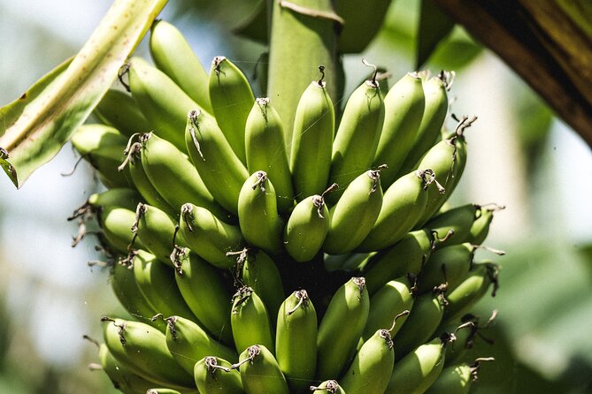 Big Island Farms Tour in Hawaii - How the tour compares with other Big Island activities